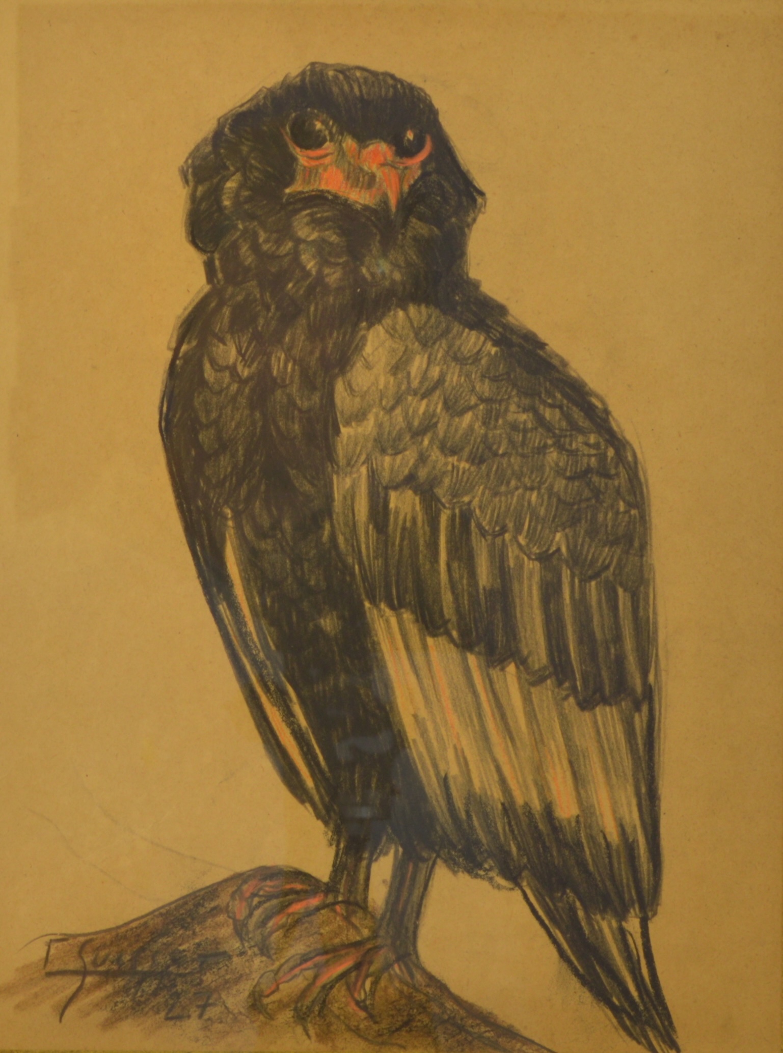 Aigle bateleur, 1927.